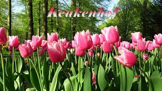 Keukenhof 2018  Beautiful flowers in the most famous spring garden in the world [upl. by Volding]