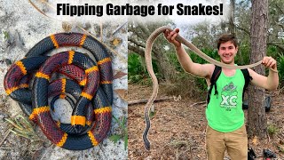 Catching GIANT Coachwhip and VENOMOUS Coral Snake in Florida [upl. by Topliffe]