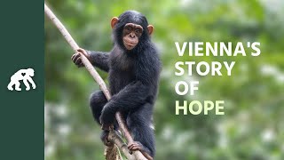 Get to Know Viennas Tchimpounga Sanctuary Story of Hope [upl. by Ailedua536]