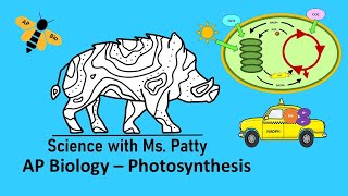 Photosynthesis AP Bio  Unit 3 [upl. by Ainerol]