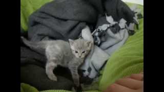 Adorable rescue kitten gets used to new home [upl. by Burns]