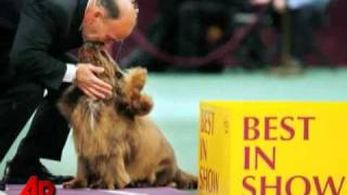 10yearold Sussex Spaniel Wins Westminster Sh [upl. by Craw]