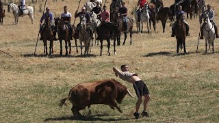 Vadillo de la Guareña 2024 Encierro mixto del sabado [upl. by Eekorehc]