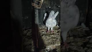 Kalsira jora ka shok kro guys shots pigeon pigeonattitude bird youtubeshorts [upl. by Ahsercul958]