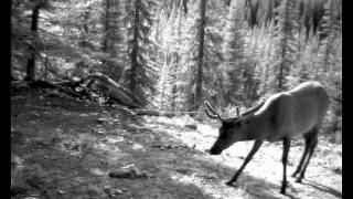 Banff National Park  A Wild Year [upl. by Ahsieat]