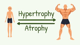 Remodeling of Muscle to Match Function  Hypertrophy Hyperplasia Atrophy Changes in Muscle Length [upl. by Sylvester]