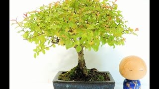 Vídeo Bonsai Ciruelo dulce Chino Bonsai Sageretia theezans SGT02 [upl. by Yulma]