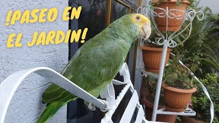 Loro en el Jardín Caminando 🦜 Loro Que Habla Amazona Oratrix [upl. by Purdum137]