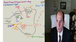 part 2 Glutamate brain damage Oct 2024 [upl. by Madonia]