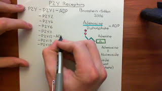 The P2Y Receptors Part 1 [upl. by Norek571]