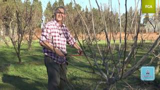 Poda intensiva de la higuera Intensive pruning of fig tree [upl. by Atiek]