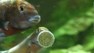 Cichlids by lake Tanganyika [upl. by Hait]