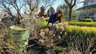 How I Prune Hydrangeas amp Hellebores 🌸✂️🌿  Garden Answer [upl. by Neirrad]