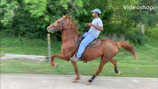 Standardbred Trotter Mare  3rd week in training Rosharon Tx [upl. by Alanah]