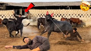 ANGRY BULL UTHAKAR PHAK DAYA 💔😭 COW MANDI VLOG  SYED FAHAD [upl. by Acinoev]