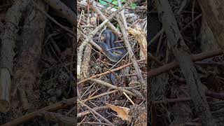 A very nice snake on a branch  closeup [upl. by Aniroc]