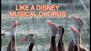 Blackbellied Whistling Ducks NARRATED [upl. by Ellerret209]