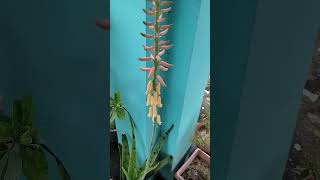 Aloe vera paudha mein phool hai [upl. by Yeleek]