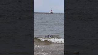 MERMAID IN THE WAVES Manistee MI [upl. by Enyal529]