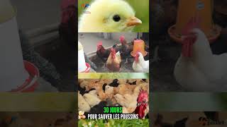 P1 PROPHYLAXIE DES POULETS GOLIATH sur les 4 premières SEMAINES [upl. by Leuqcar]