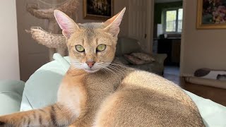 Foxy the Chausie Cat [upl. by Kcyrred]