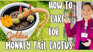 How to Care for Golden MonkeyTail Cactus  Hildewintera Colademononis Cleistocactus [upl. by Aicnorev]