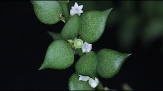 Dischidia ruscifolia  Urnenpflanze Million Hearts [upl. by Shirlee]