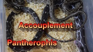 Accouplement Pantherophis guttatus [upl. by Hgielanna]