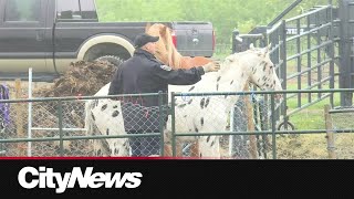 Horse community reeling after seizure of 160 animals [upl. by Aneerehs]