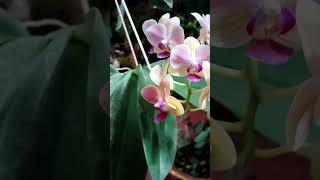 Phalaenopsis  Phalaenopsis Orchid Flower  Plant Garden [upl. by Annayehc]