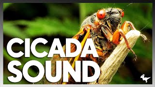 CICADA SOUND REAL EFFECT [upl. by Ynnob]