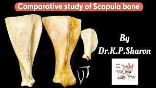 Comparative study of Scapula bone Veterinary Osteology Dr KPSharon Nancy Nikhila [upl. by Akinak252]