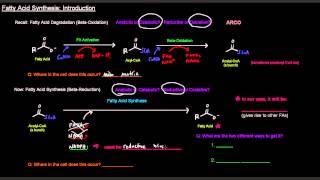 Fatty Acid Synthesis Part 1 of 12  Introduction [upl. by Fullerton]