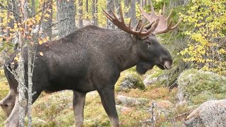 ÄLGLOCK  MOOSE CALLING 2024  14taggare Hälsingland [upl. by Divadnahtanoj]