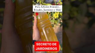 EL SECRETO Para Rosales  Jazmines  Limonero y Más Plantas 🌹🍋 [upl. by Rosene769]