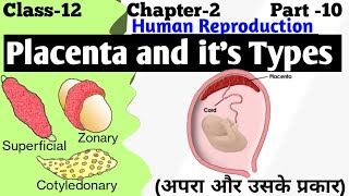 development of placenta  types of placenta  structure and function of placenta [upl. by Milburr257]