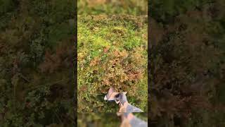 Special tools for picking berries harvesting berryfarm cranberry lingonberry vaccinium [upl. by Zedekiah]