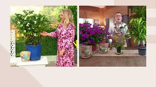 Robertas 1piece Lovely Pikake Jasmine Live Plant on QVC [upl. by Aynekal]