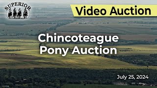 Chincoteague Pony Auction [upl. by Macpherson]