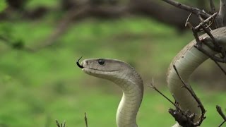 5 Tips To Attract Snakes To Your Yard  Southern Living [upl. by Hallerson]