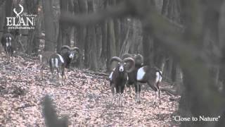 MUFLON HUNTING IN HUNGARY [upl. by Uaeb]