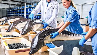 How Sturgeon Caviar Is Farmed and Processed  How it made Caviar  Sturgeon Caviar Farm [upl. by Carine446]