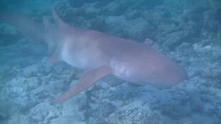 Snorkeling with Sharks in Alimatha Maldives in july 2015 [upl. by Cressy]