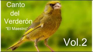 Canto del Verderón el maestro volumen 2HD [upl. by Okomom]