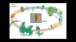 The Fern Lifecycle [upl. by Stiruc]