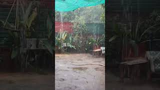 Rain on tree rain for sleep😂😘ok2NAVY NARA viral shortsvideo rain youtubeshorts rainvideo [upl. by Colier857]