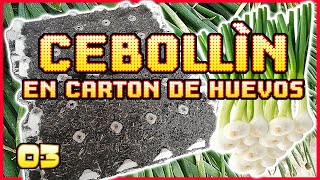 ☘️ SEMBRAR CEBOLLIN O CEBOLLA EN CARTON DE HUEVOS RECICLADO 🌱 SEMBRAANDO [upl. by Renrew280]