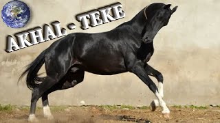 TOP Beautiful Akhal Teke Horse in the World [upl. by Raseac365]