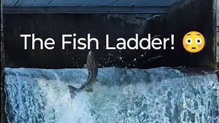 Salmon Run  The Fish Ladder 😳 nature salmonrun fishing livestream [upl. by Gombach7]