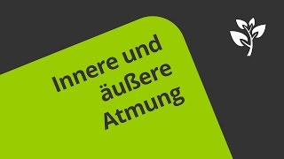 Die innere und äußere Atmung  eine Erklärung  Biologie  Humanbiologie [upl. by Selway]